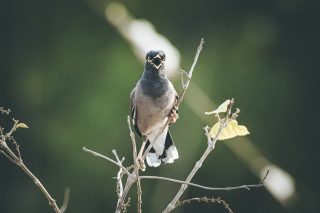 La e-réputation d'une entreprise, d'un produit ou d'un service est comme le chant d'un oiseau : elle peut porter loin, mais n'est pas toujours facile à reconnaître. C'est pourquoi elle doit être travaillée grâce à la rédaction de contenus.