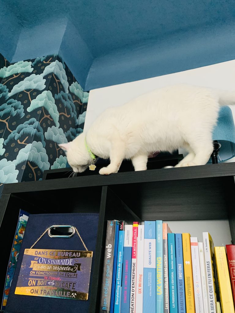 étageres, livres et chat de bureau