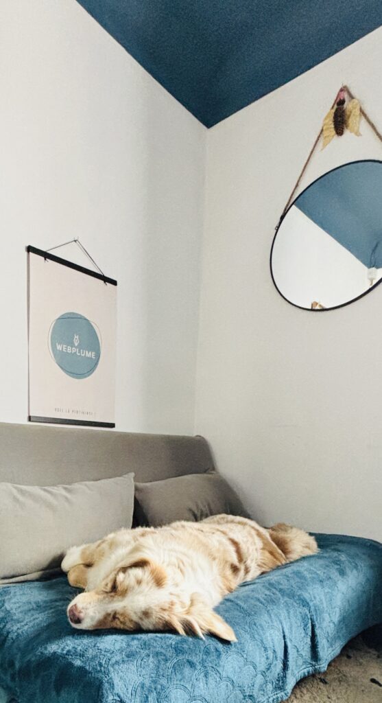 Webplume, son bureau et ses animaux